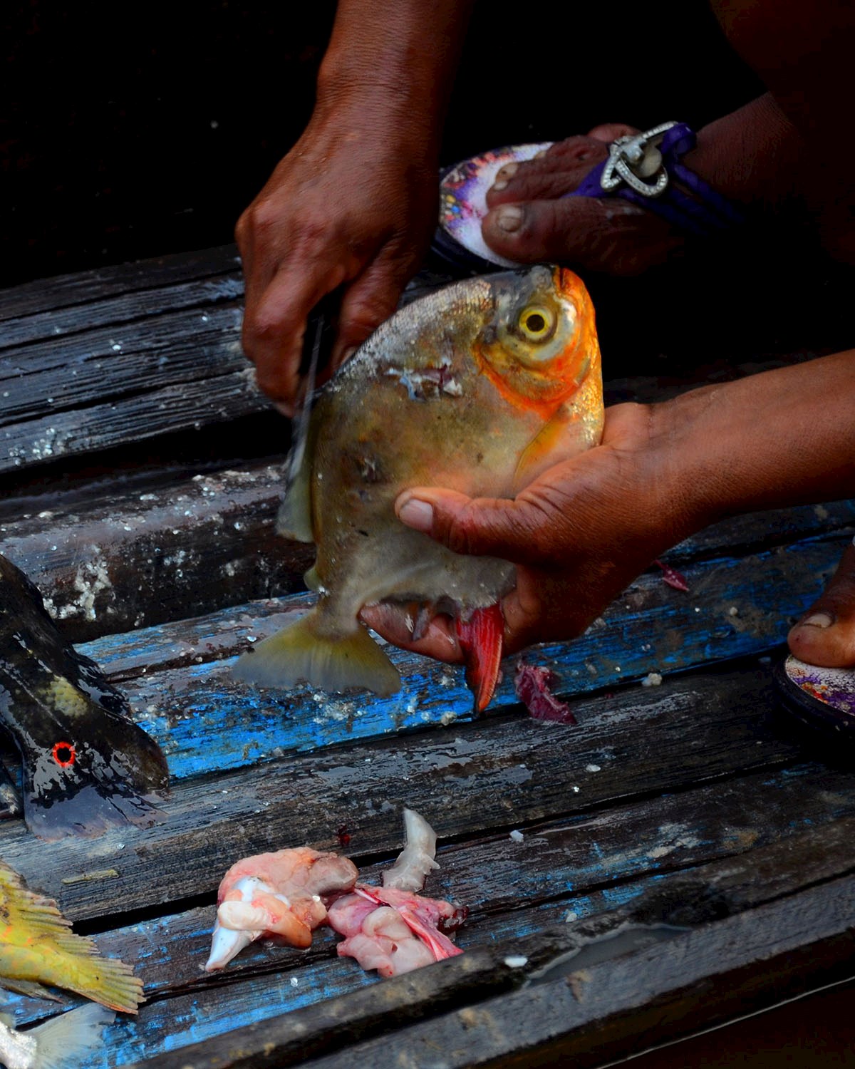 Amazon River is home to up to 2,000 fish species - 