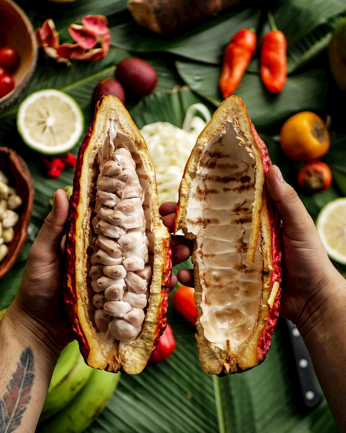 Freshly opened cacao fruit - 