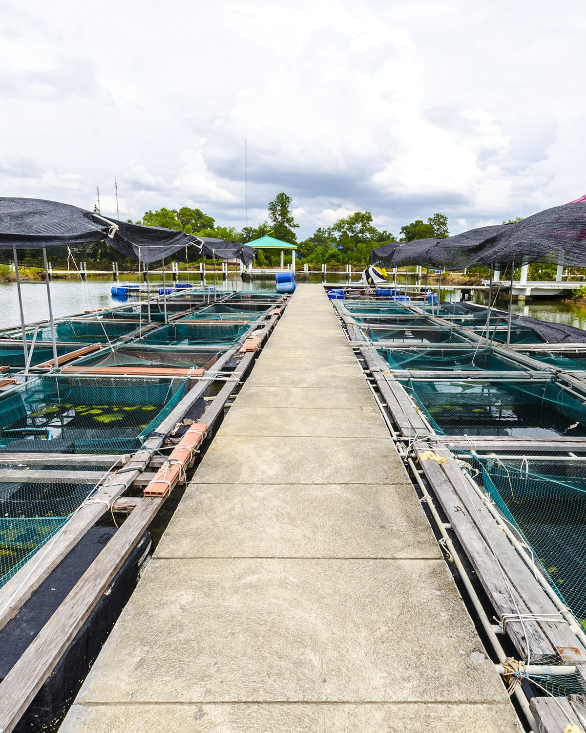 Fish farm - 