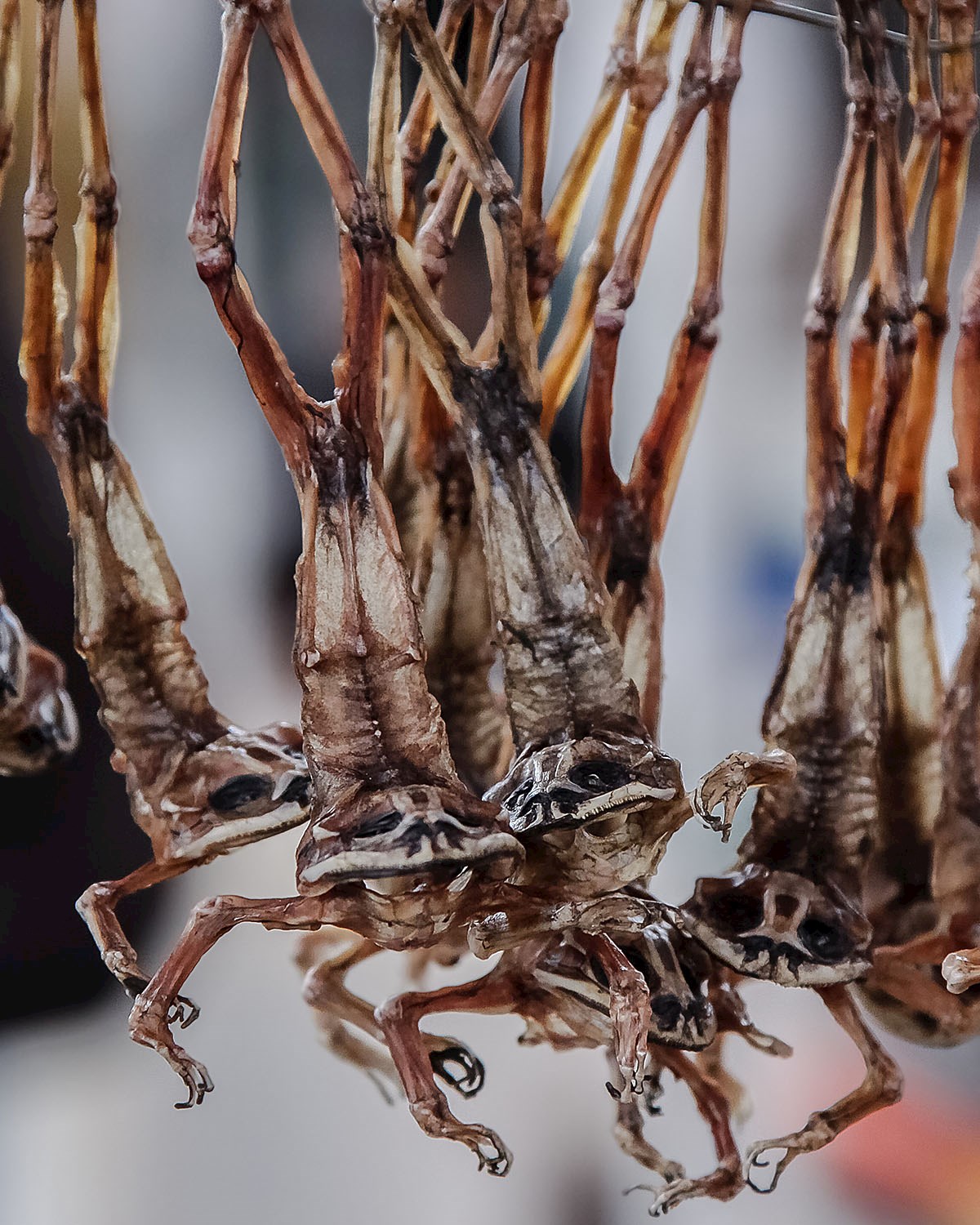 Dried frog legs are just one of the exotic things one might find in the Arequipan markets - 