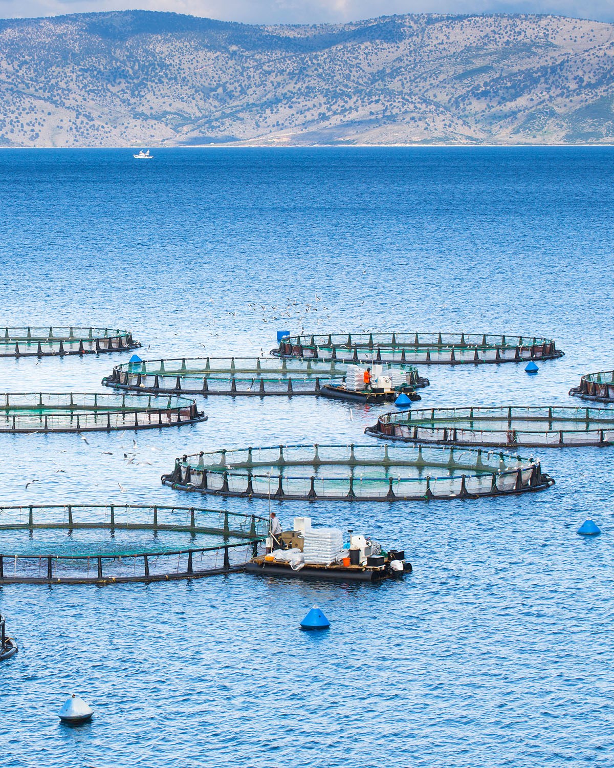 Fish farm - 