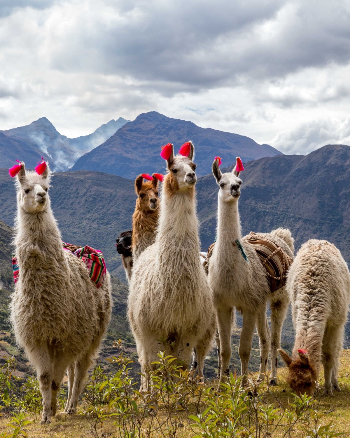 Alpacas are the integral part of all Andean cultures - 