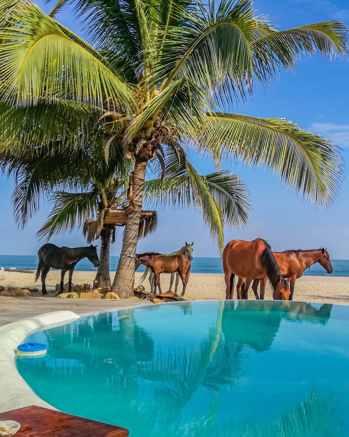 Horses on the Zorritos beach - 