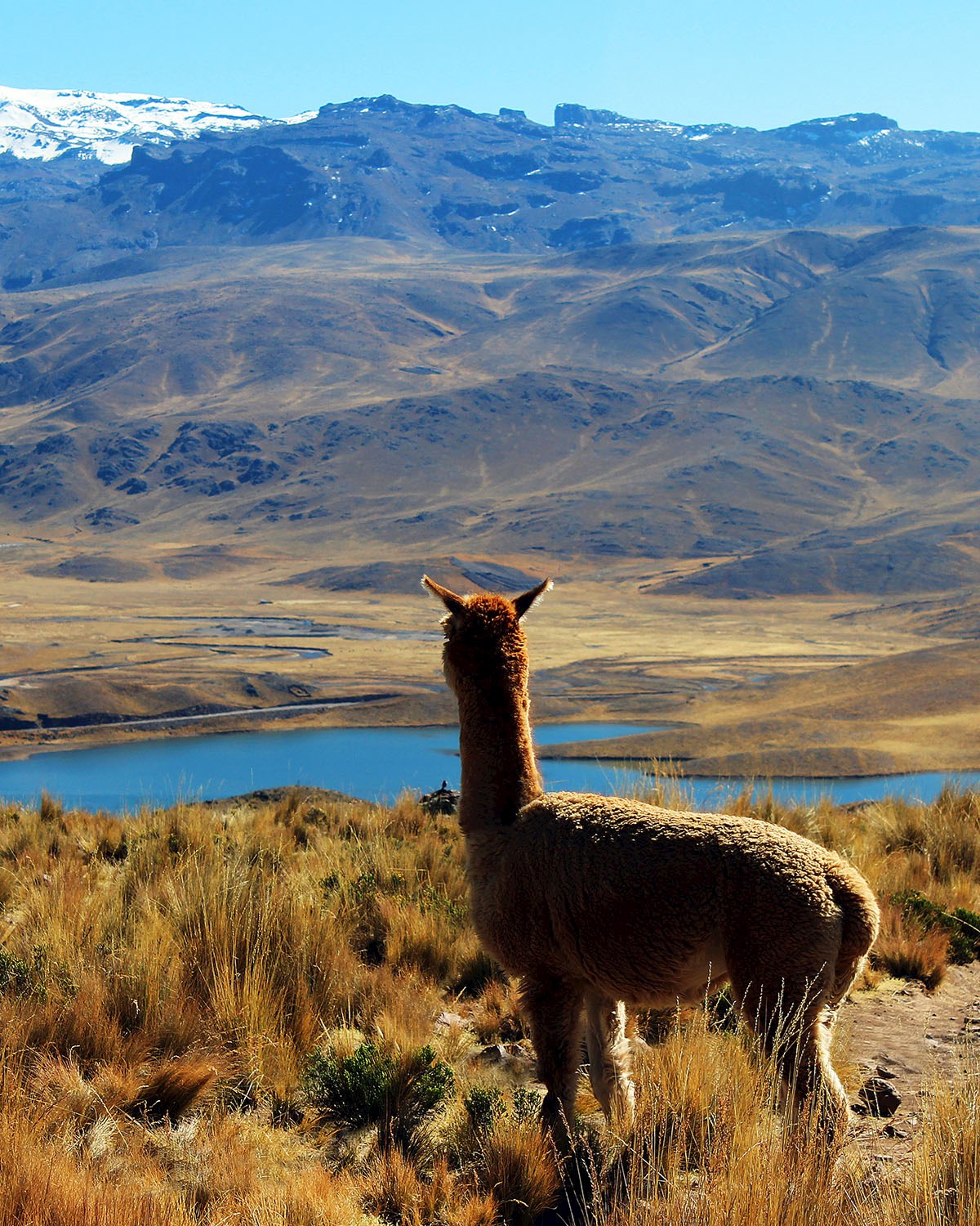 Alpacas, one of the most iconic animals of the region - 