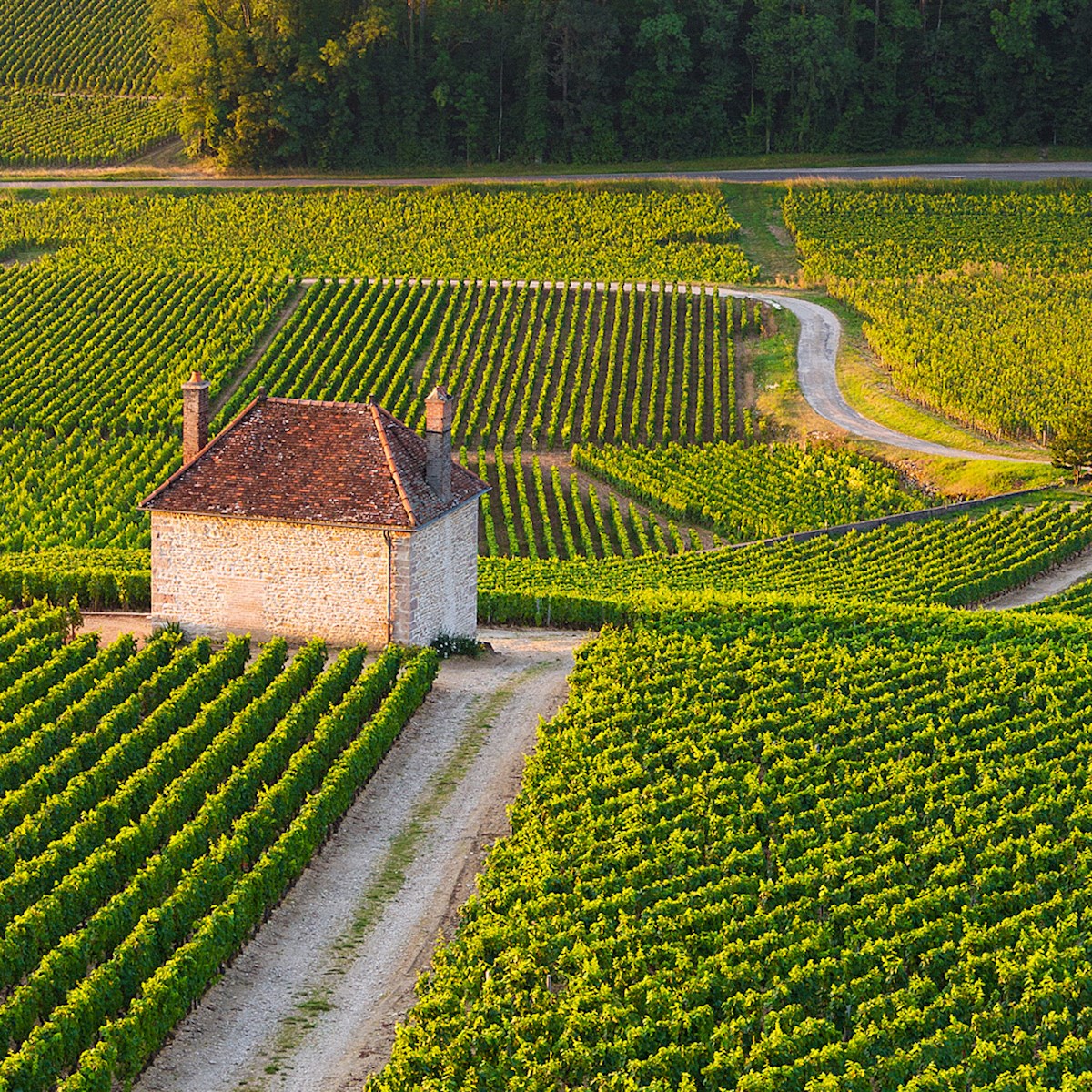 Burgundy wineyards