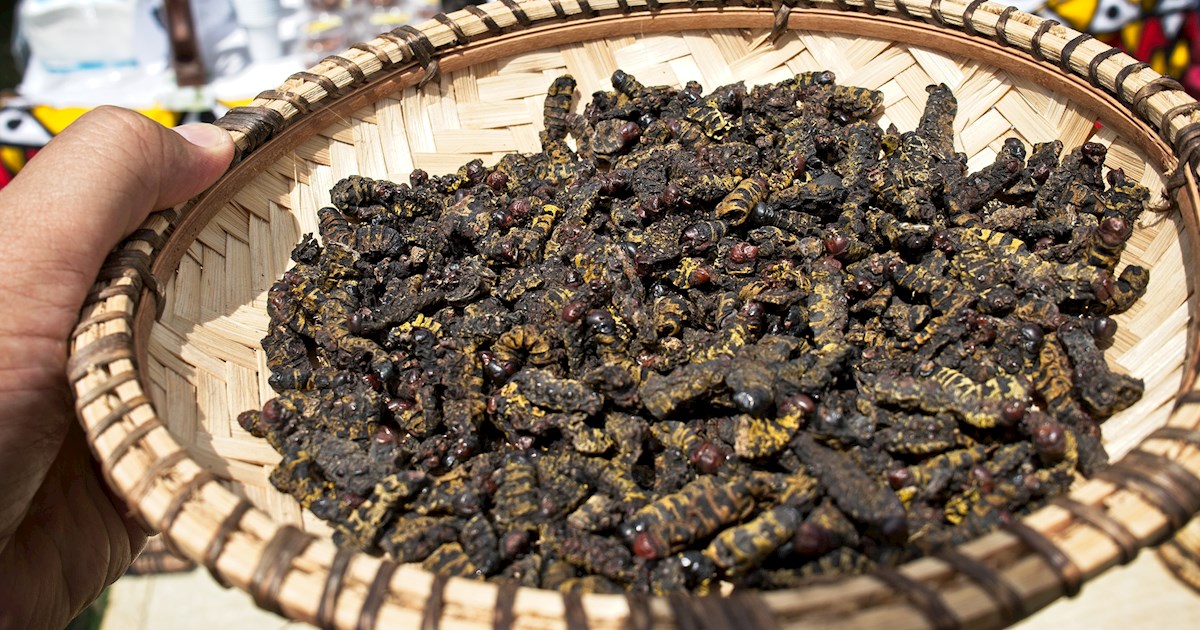 Catatos | Traditional Insect Dish From Uíge Province, Angola