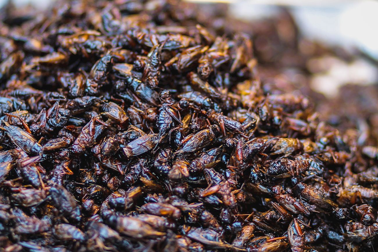 Inago no Tsukudani Traditional Insect Dish From Nagano Prefecture, Japan