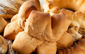 Coccoi