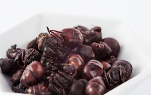 Chicatanas