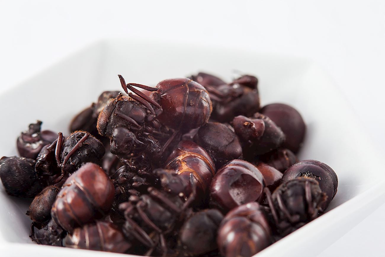 Chicatanas | Traditional Insect Dish From Oaxaca, Mexico