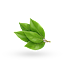 Salam leaves