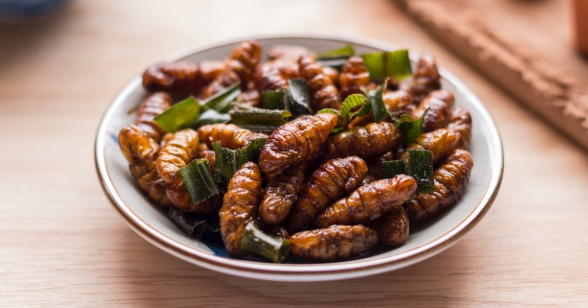 Hon Mhai | Traditional Insect Dish From Thailand, Southeast Asia