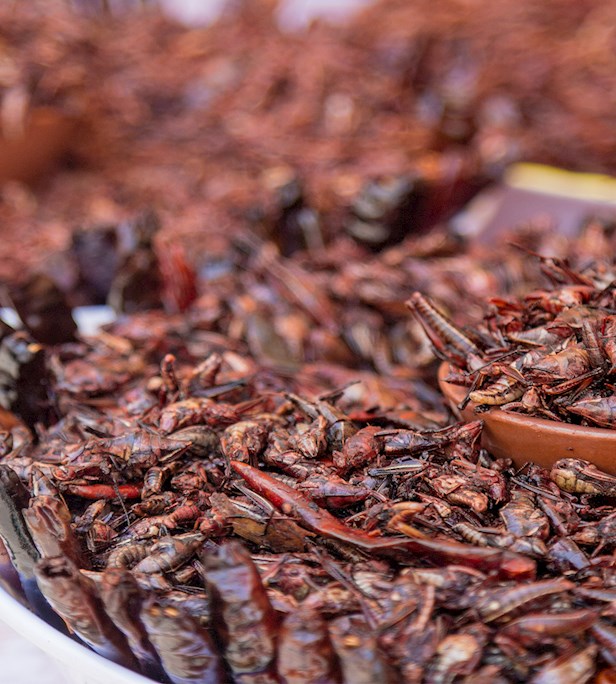 Insect Dishes of the World: 23 Best Insect Dishes, Recipes ...