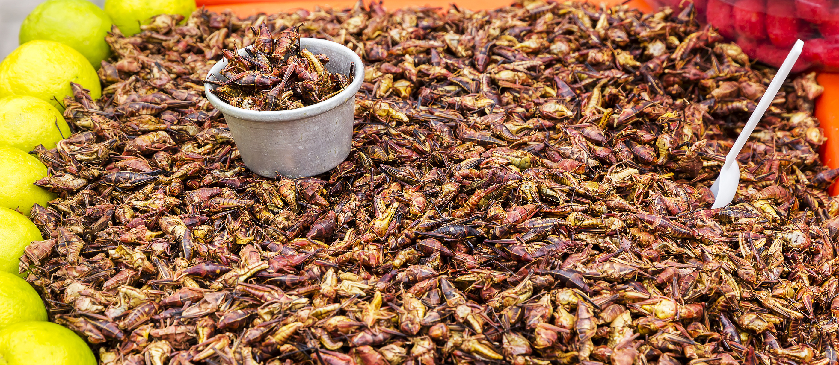 Chapulines | Traditional Insect Dish From Oaxaca, Mexico