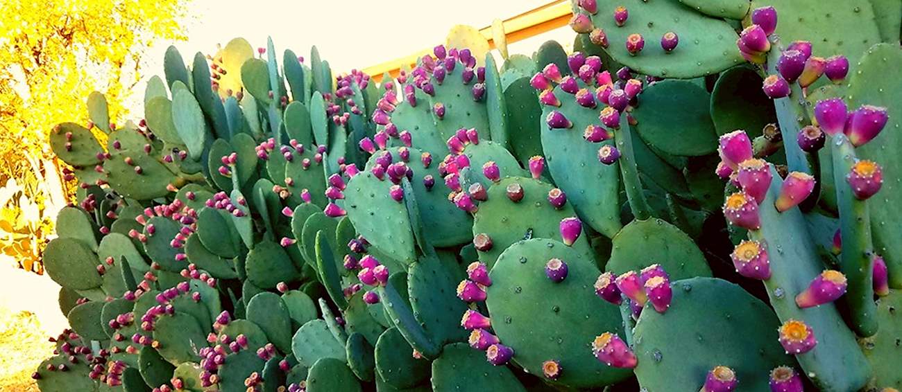 Prickly Pear Festival Tucson Fruit festival in Tucson Where? What