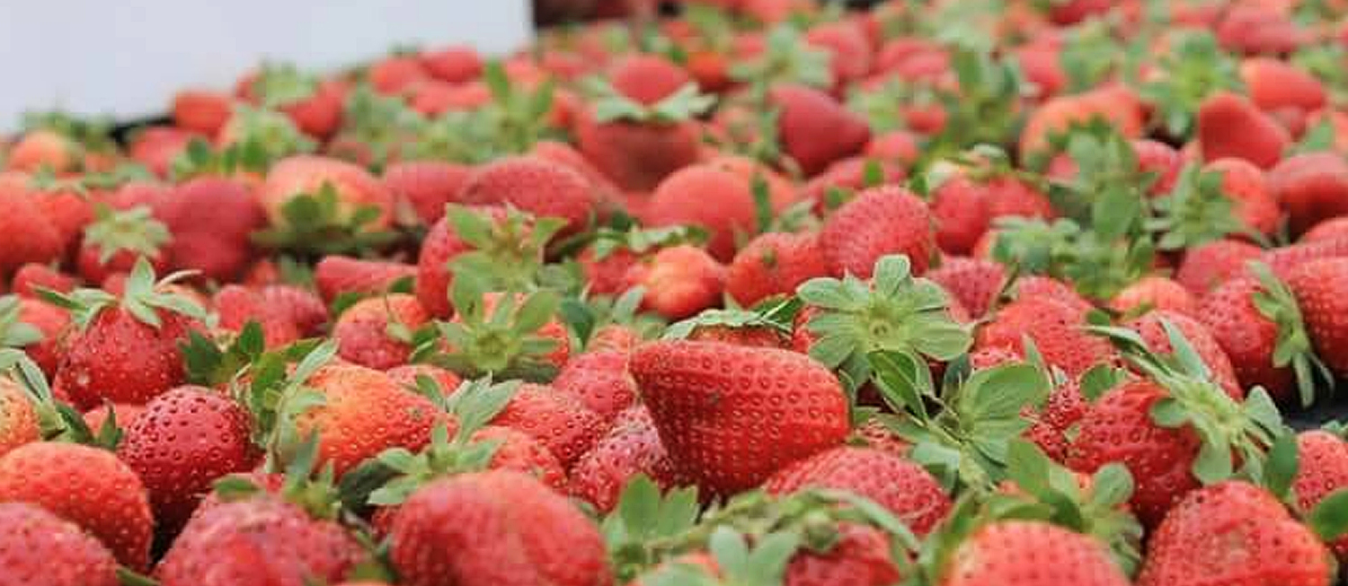 Poteet Strawberry Festival Fruit festival in Poteet Where? What? When?