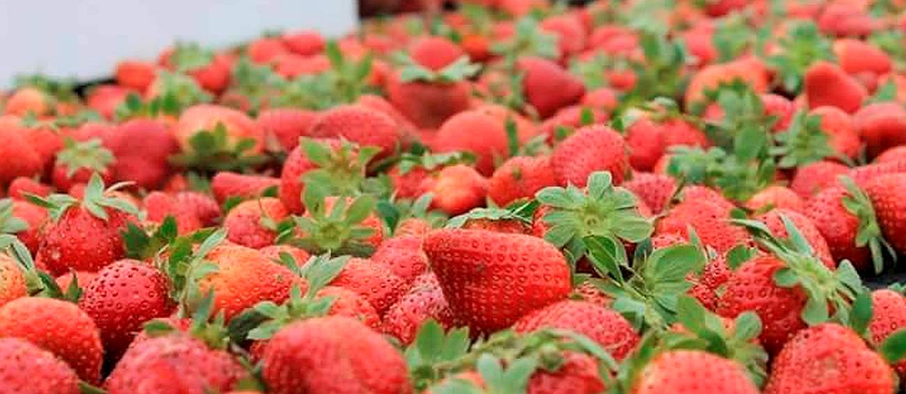 Poteet Strawberry Festival | Fruit festival in Poteet | Where? What? When?