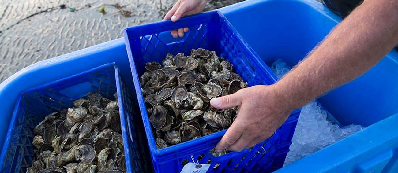 Wellfleet OysterFest Seafood festival in Wellfleet Where? What? When?