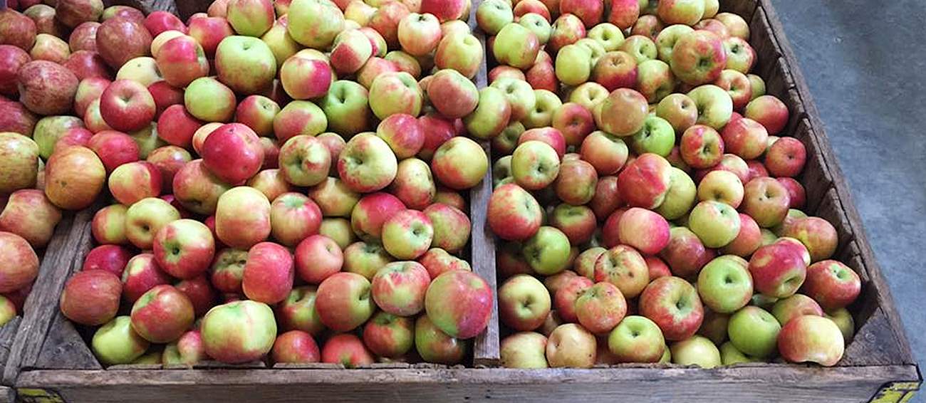 Apple Festival Fruit festival in Ellijay Where? What? When?