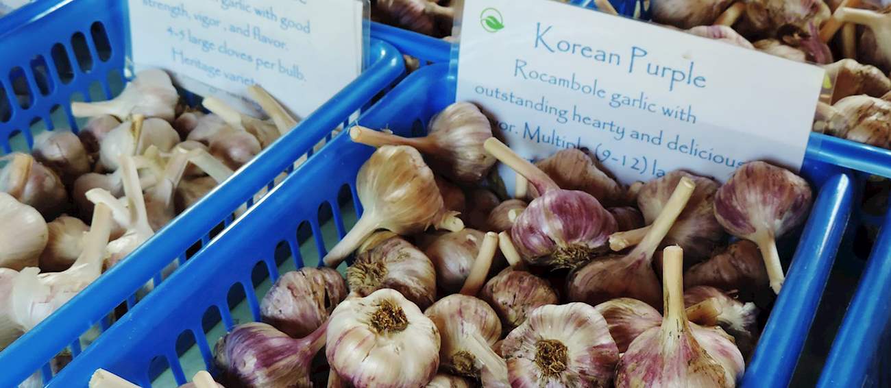 Grindrod Garlic Festival Vegetable festival in Grindrod Where? What