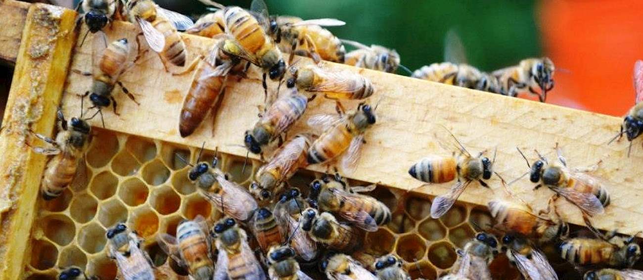 Philadelphia Honey Festival Honey festival in Philadelphia Where