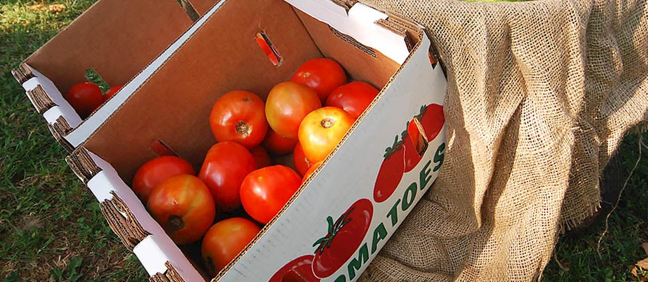 West Cape May Tomato Festival Fruit festival in West Cape May Where