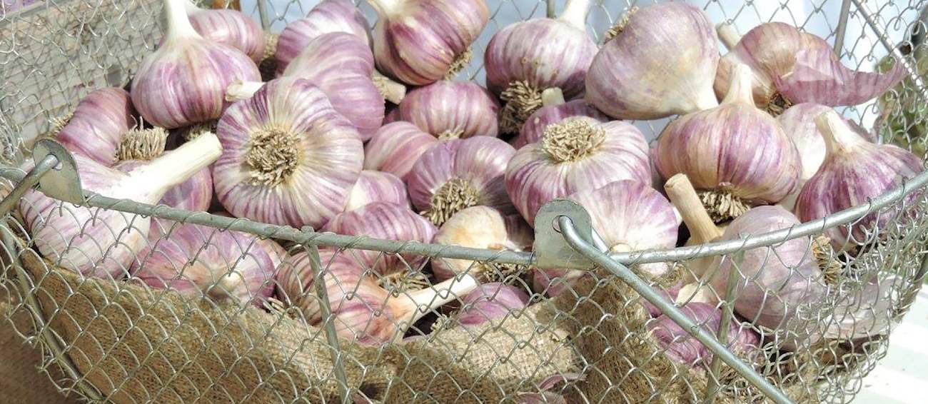 Grindrod Garlic Festival Vegetable festival in Grindrod Where? What