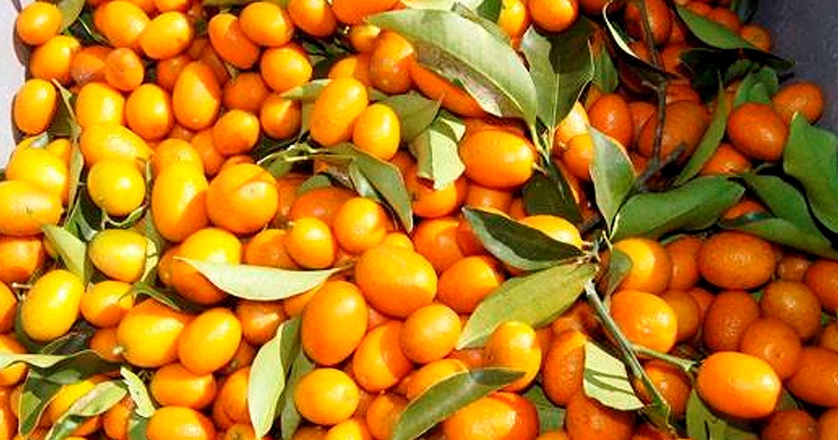 Kumquat Festival Fruit festival in Dade City Where? What? When?