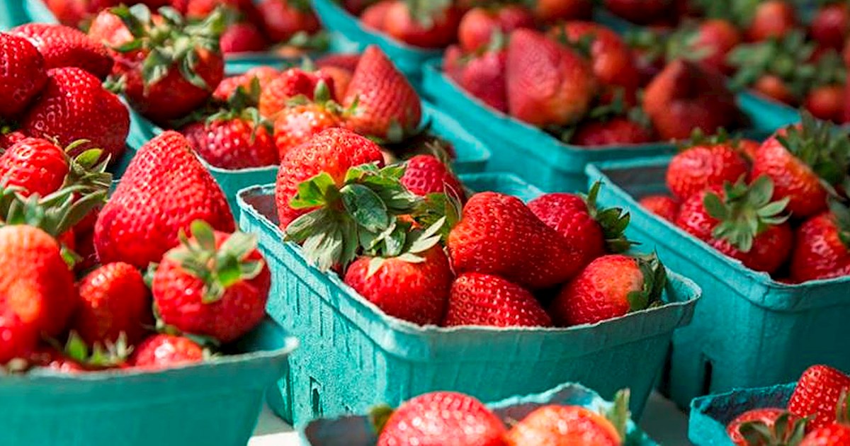 Troy Strawberry Festival Fruit festival in Troy Where? What? When?