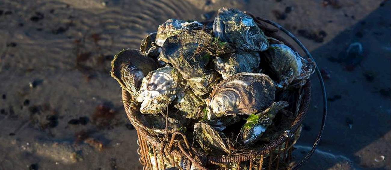 Wellfleet OysterFest Seafood festival in Wellfleet Where? What? When?