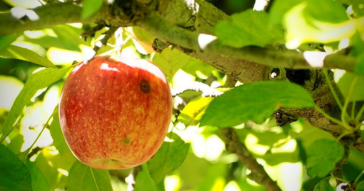 AppleJack Festival Fruit festival in Nebraska City Where? What? When?