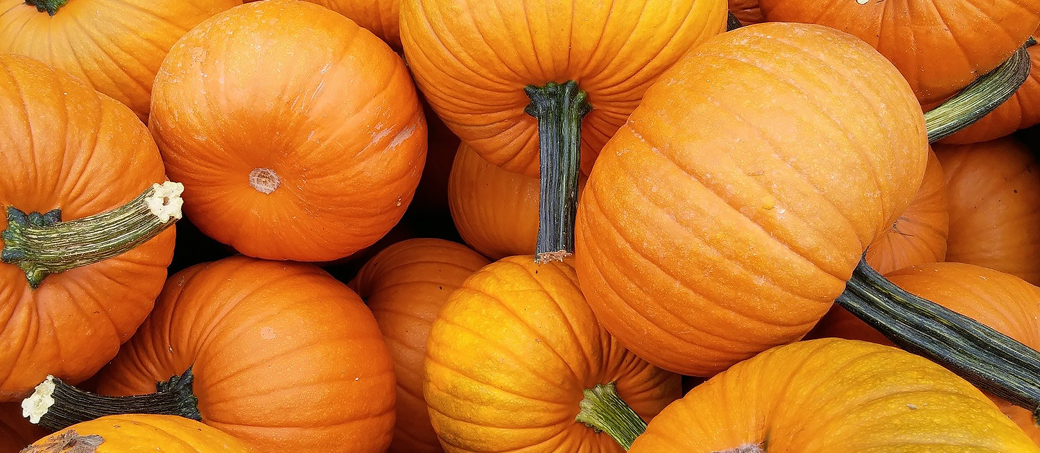 Punkin Chunkin Delaware Vegetable festival in Bridgeville Where