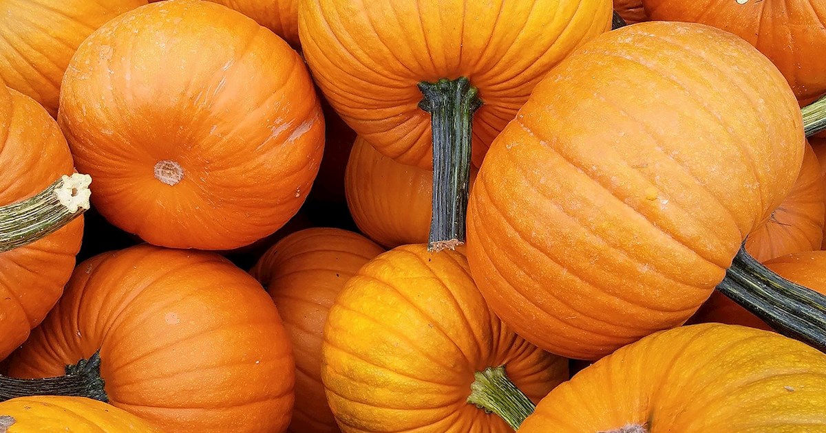 Punkin Chunkin Delaware Vegetable festival in Bridgeville Where