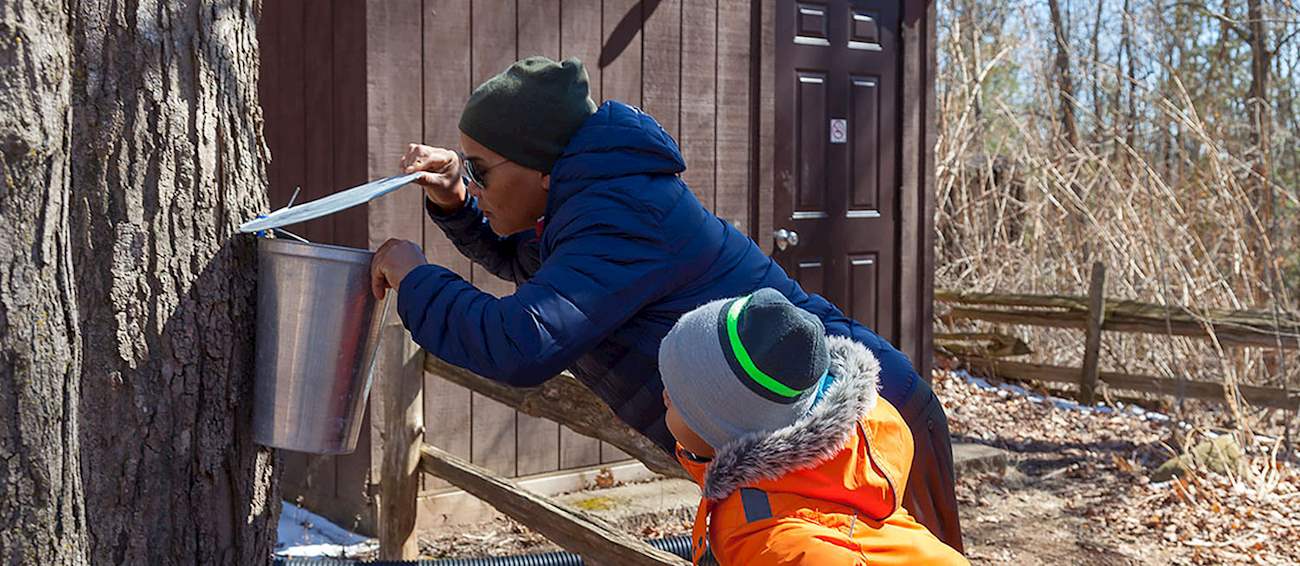 Sugarbush Maple Syrup Festival Terra Cotta Dessert festival in Halton Hills Where? What? When?