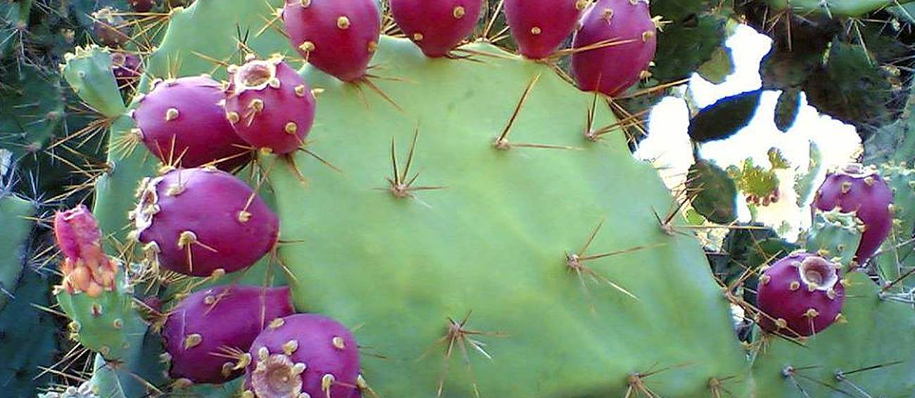 Prickly Pear Festival Tucson Fruit festival in Tucson Where? What