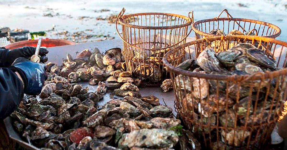 Wellfleet OysterFest Seafood festival in Wellfleet Where? What? When?