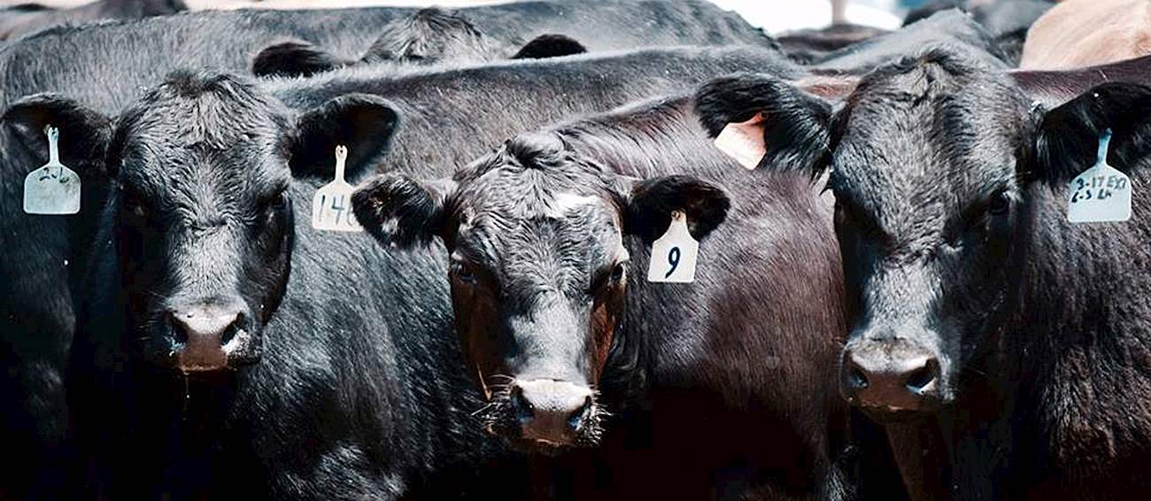 Beef Empire Days Meat festival in Garden City Where? What? When?