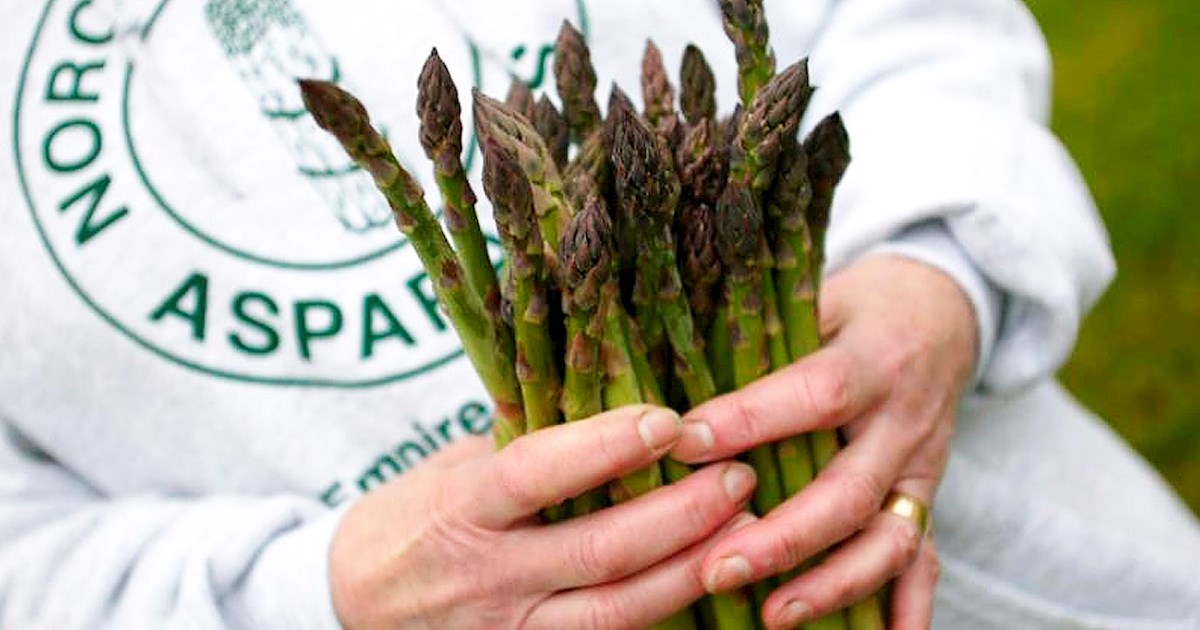 Empire Asparagus Festival Vegetable festival in Empire Where? What