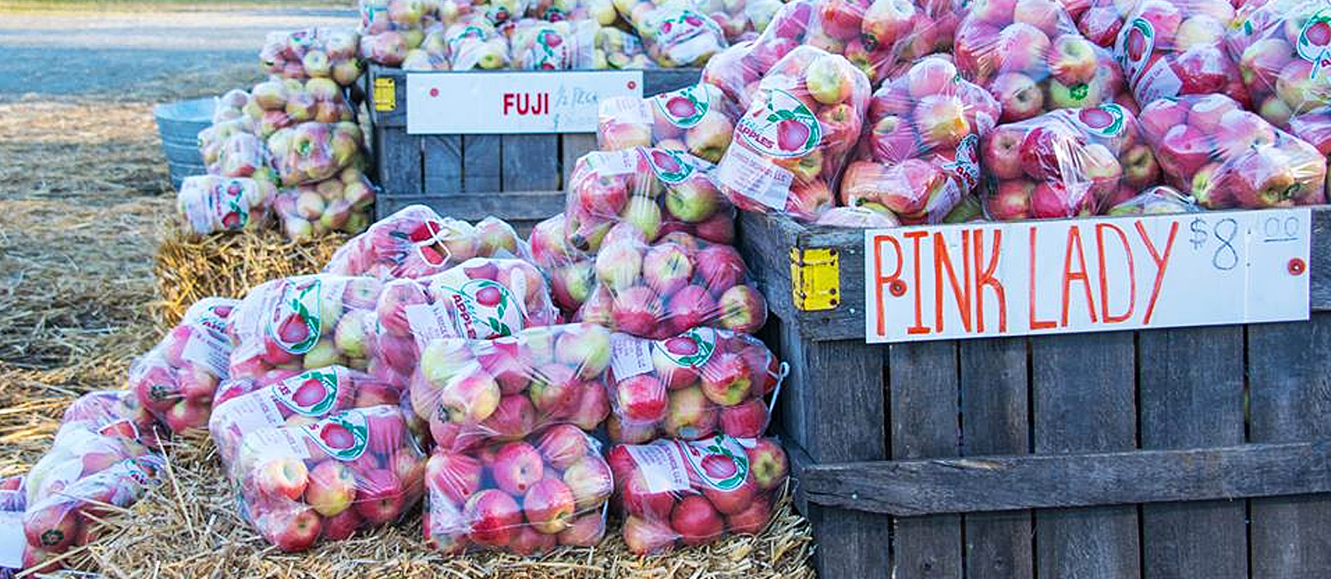 Apple Festival Fruit festival in Ellijay Where? What? When?