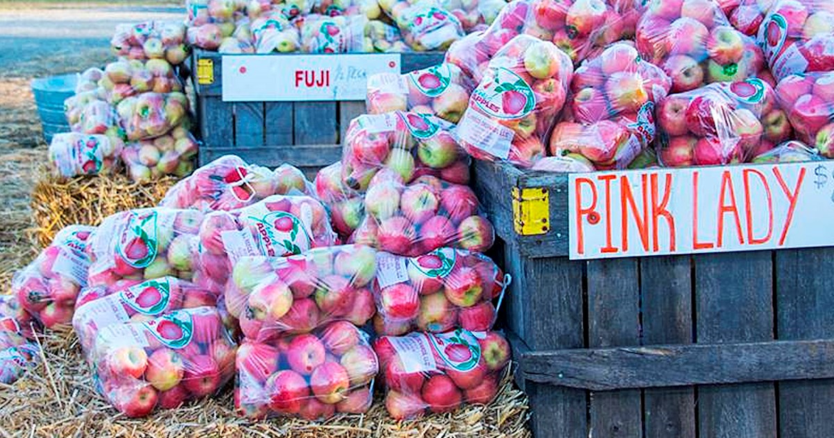 Apple Festival Fruit festival in Ellijay Where? What? When?