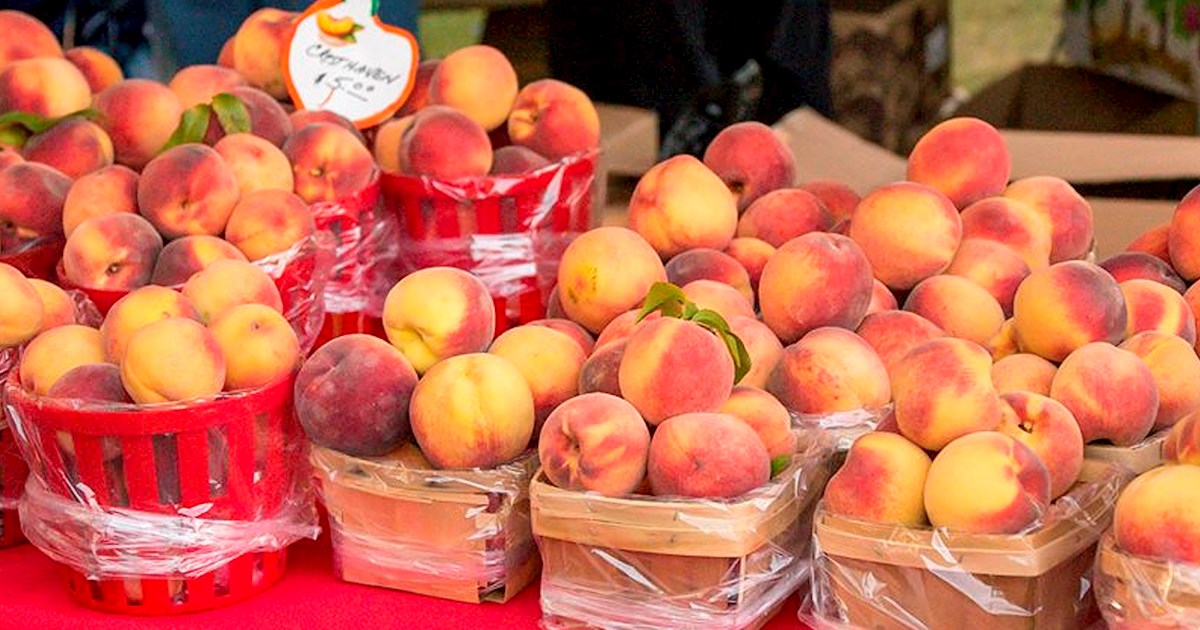 Niagara County Peach Festival Fruit festival in Lewiston Where