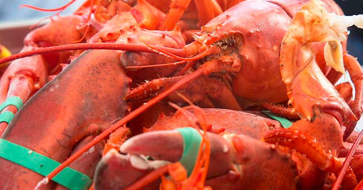 Redondo Beach Lobster Festival Seafood festival in Redondo Beach