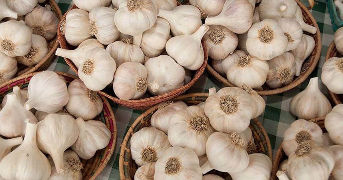 ster Garlic Festival Vegetable festival in ster Where? What