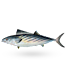 Atlantic Bonito