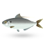 Freshwater Fish