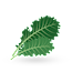 Kale