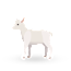 Suckling Goat
