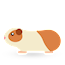 Guinea Pig