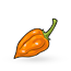 Habanero Pepper