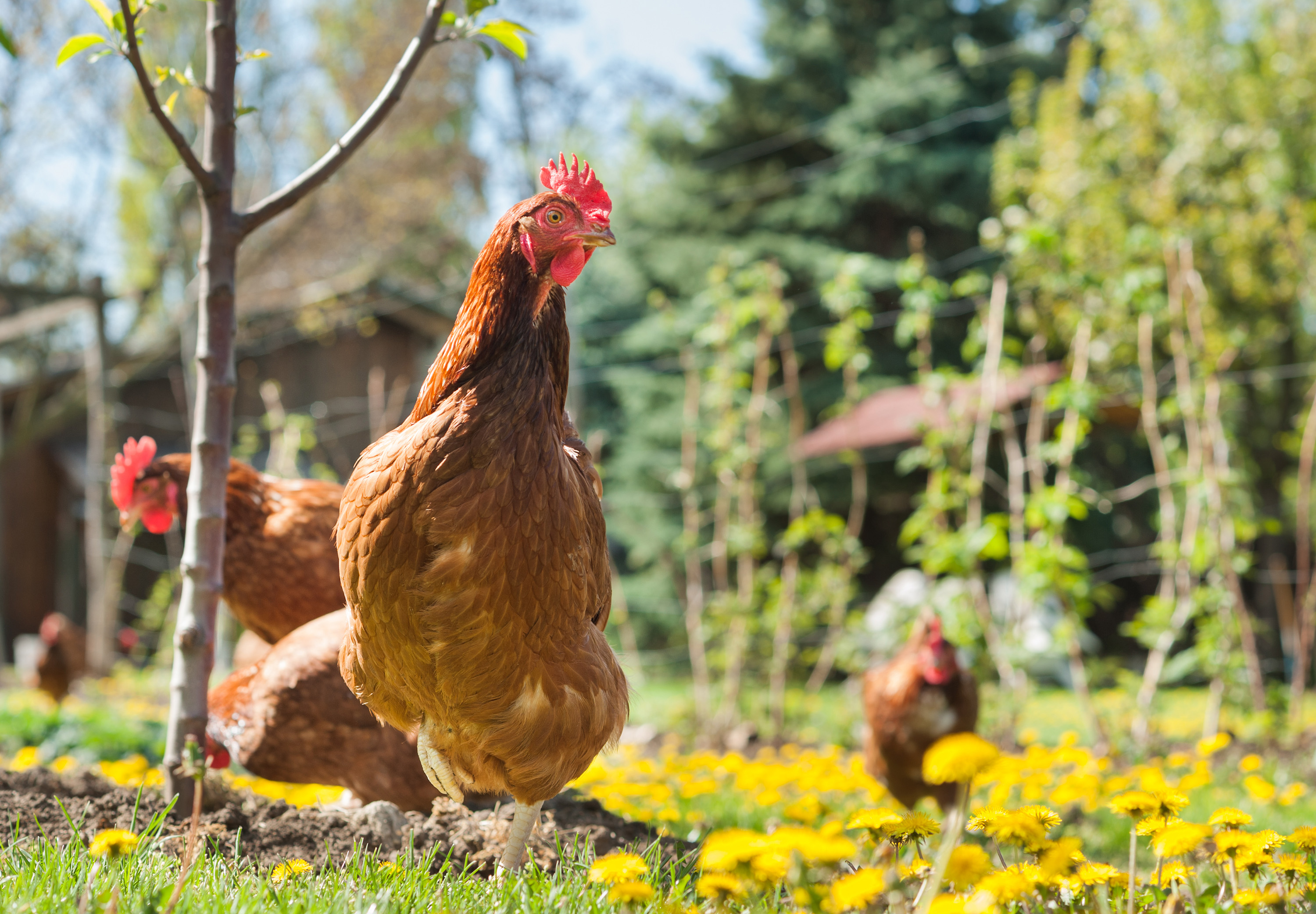 Volailles D'Auvergne | Local Poultry From Auvergne, France